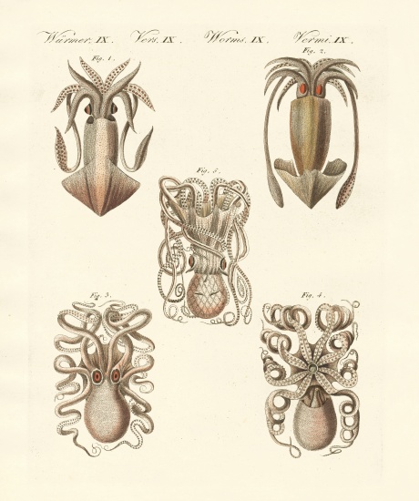 Molluscs or soft worms de German School, (19th century)