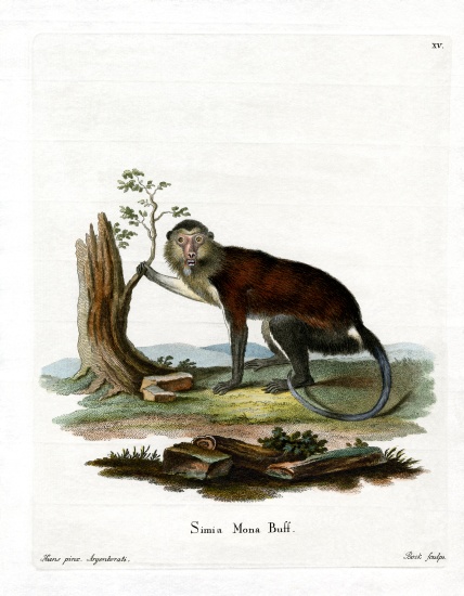 Mona Monkey de German School, (19th century)