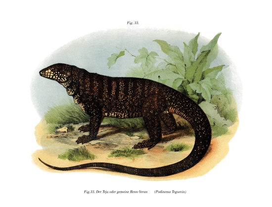 Monitor Lizard de German School, (19th century)