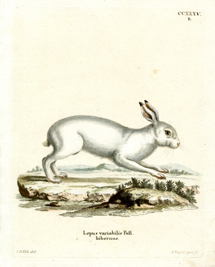 Mountain Hare de German School, (19th century)