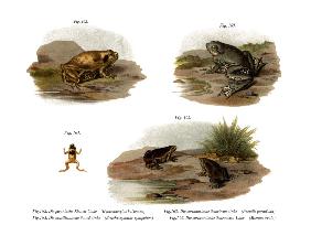 Muller's Narrowmouth Toad
