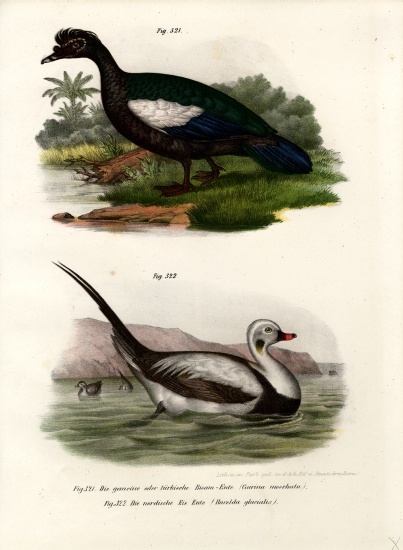 Muscovy Duck de German School, (19th century)