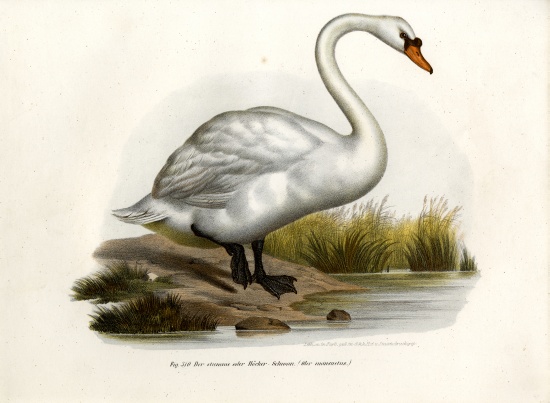 Mute Swan de German School, (19th century)
