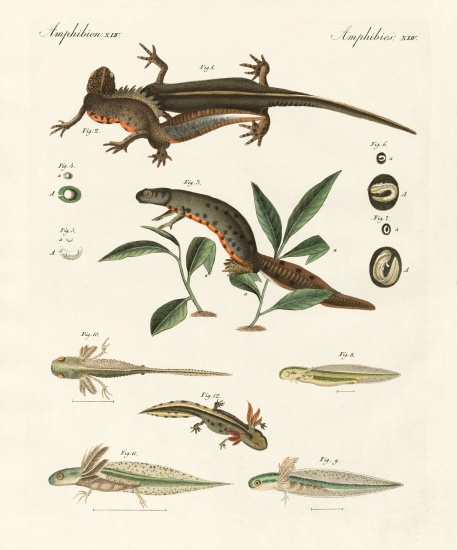 Natural history of sea salamander de German School, (19th century)