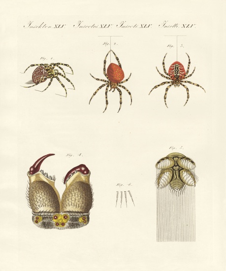Natural history of the spider de German School, (19th century)