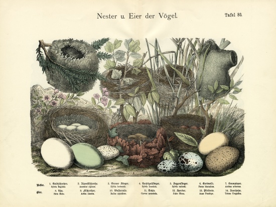 Nests and Eggs, c.1860 de German School, (19th century)