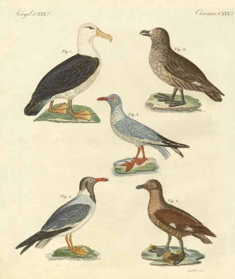 New birds de German School, (19th century)