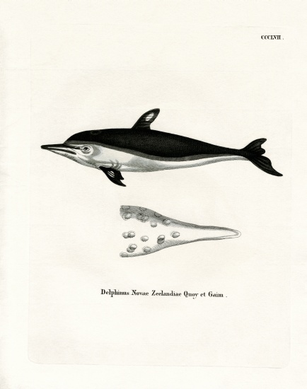 New Zealand Dolphin de German School, (19th century)