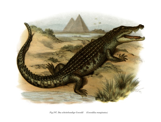 Nile Crocodile de German School, (19th century)