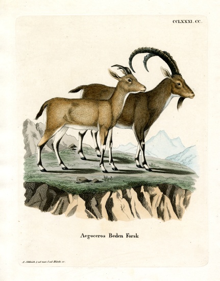 Nubian Ibex de German School, (19th century)