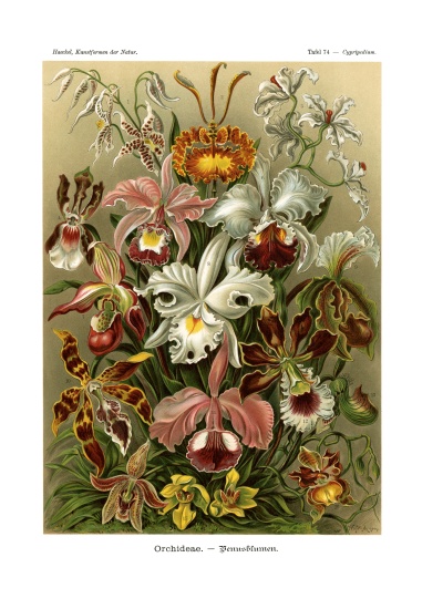 Orchideae de German School, (19th century)