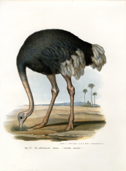 Ostrich de German School, (19th century)