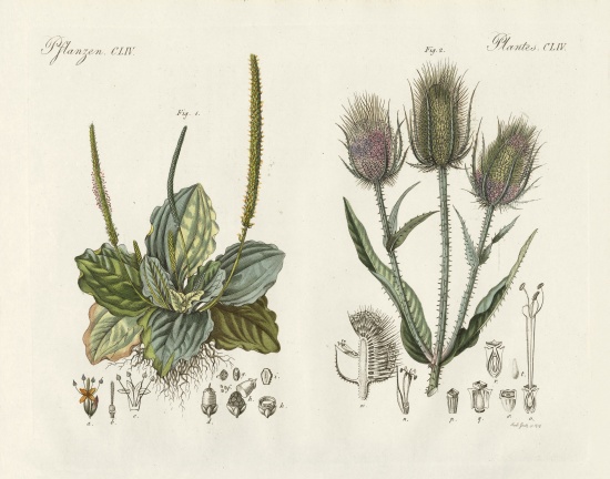 Outstanding plants de German School, (19th century)