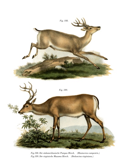 Pampas Deer de German School, (19th century)