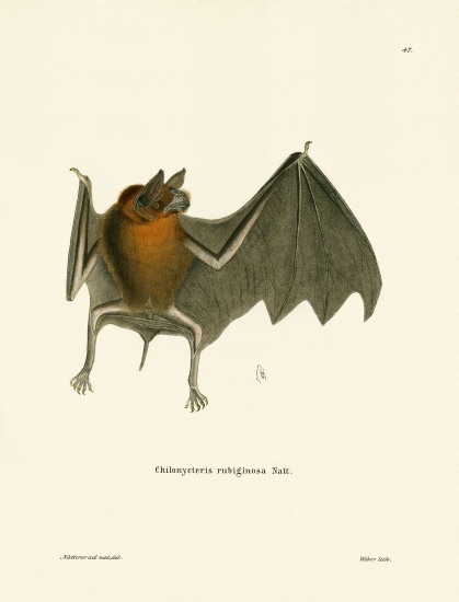 Parnell's Mustached Bat de German School, (19th century)