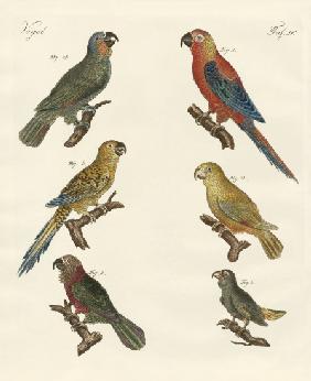 Parrots of the new world