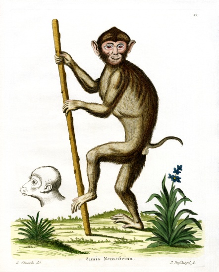 Pig-tailed Macaque de German School, (19th century)