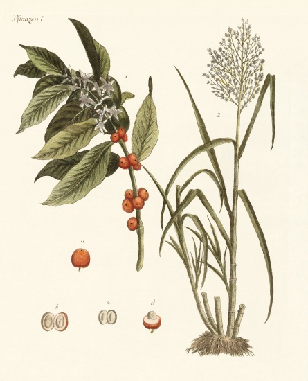 Plants from hot countries de German School, (19th century)