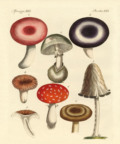 Poisonous German mushrooms de German School, (19th century)