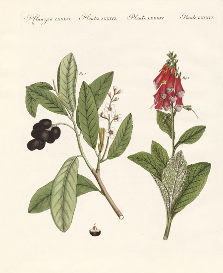 Poisonous plants de German School, (19th century)