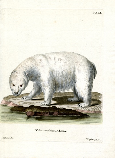 Polar Bear de German School, (19th century)