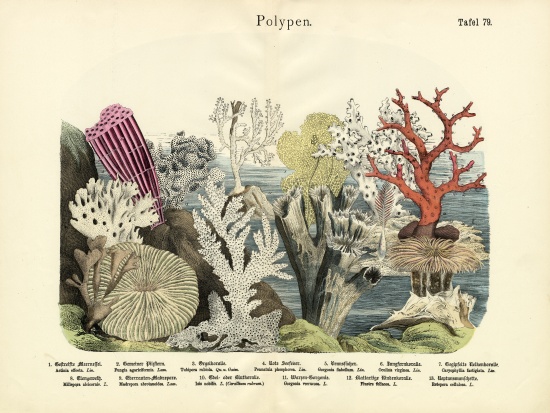 Polyps, c.1860 de German School, (19th century)
