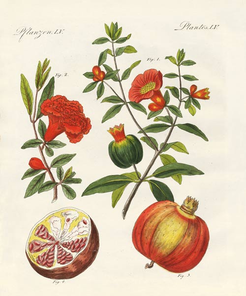 The pomegranate de German School, (19th century)