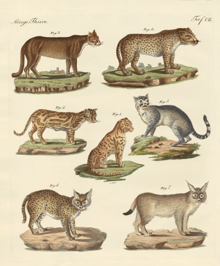 Predators from all parts of the world de German School, (19th century)