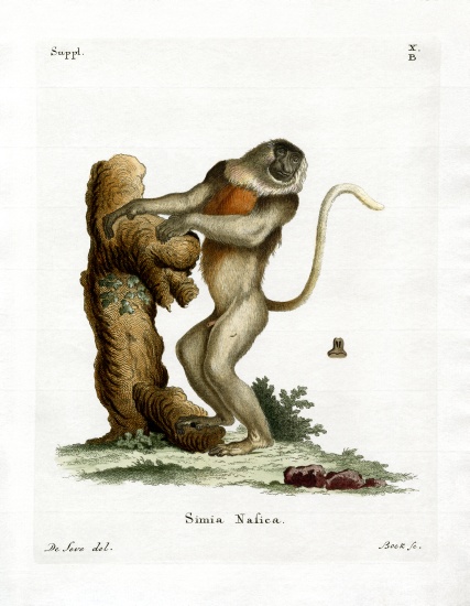 Proboscis Monkey de German School, (19th century)