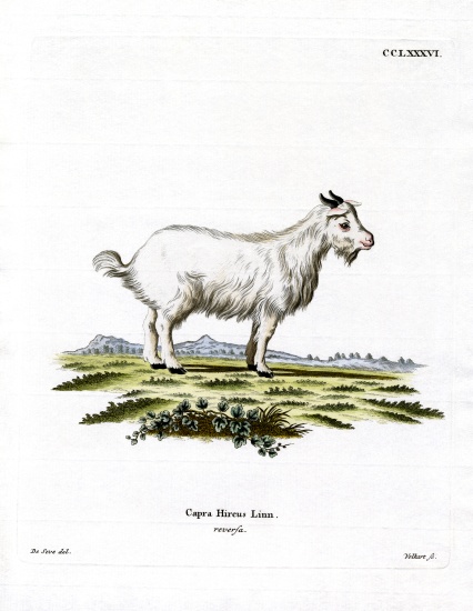 Pygmy Goat de German School, (19th century)