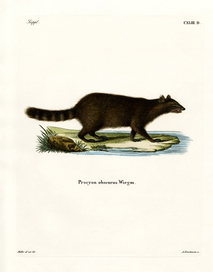 Raccoon de German School, (19th century)