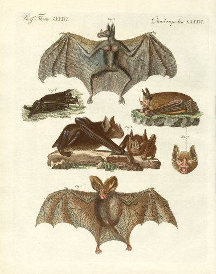 Rare bats de German School, (19th century)