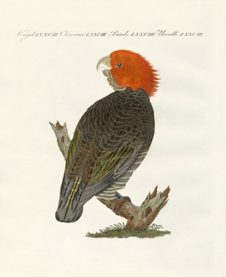 Rare birds de German School, (19th century)