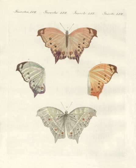 Rare butterflies de German School, (19th century)