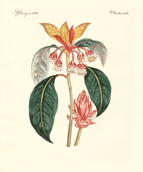 Rare chinese plants de German School, (19th century)