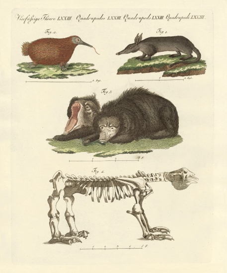 Rare mammals de German School, (19th century)