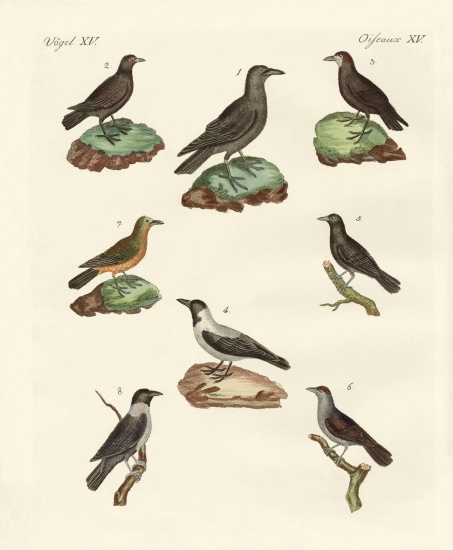 Ravens, crows and daws de German School, (19th century)