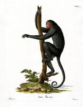 Red-faced Spider Monkey