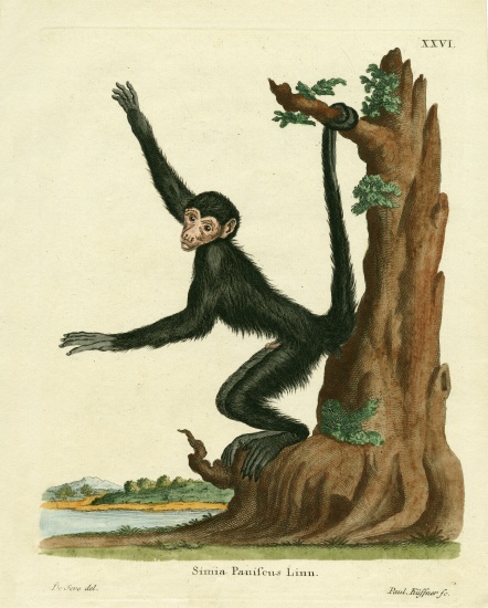 Red-faced Spider Monkey de German School, (19th century)