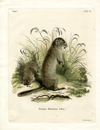 Richardson's Ground Squirrel de German School, (19th century)