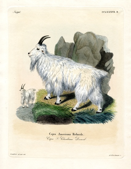 Rocky Mountain Goat de German School, (19th century)