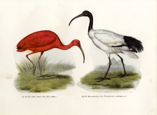 Scarlet Ibis de German School, (19th century)