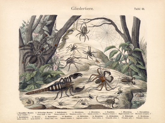 Scorpions and Spiders, c.1860 de German School, (19th century)