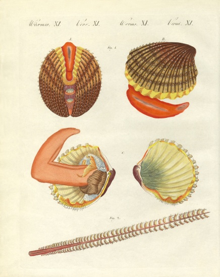 Sea creatures de German School, (19th century)