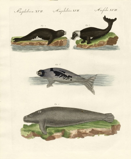 Seals and walruses de German School, (19th century)