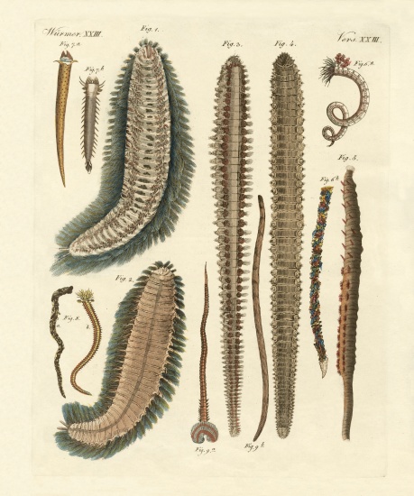Seaworms de German School, (19th century)