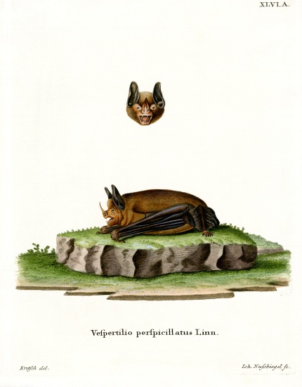 Seba's Short-tailed Bat de German School, (19th century)
