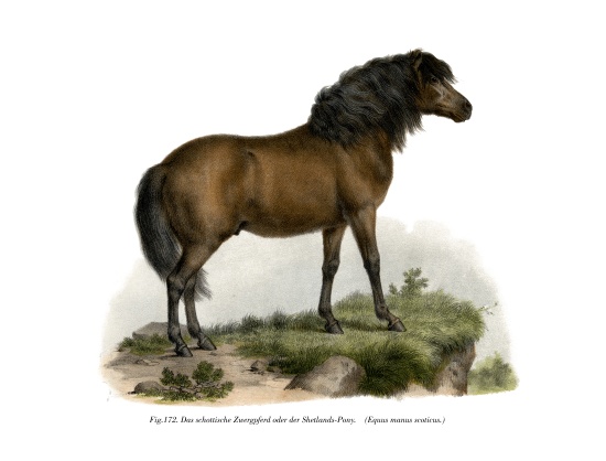 Shetland-Pony de German School, (19th century)