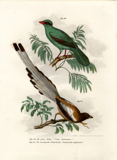 Short-tailed Green Magpie de German School, (19th century)