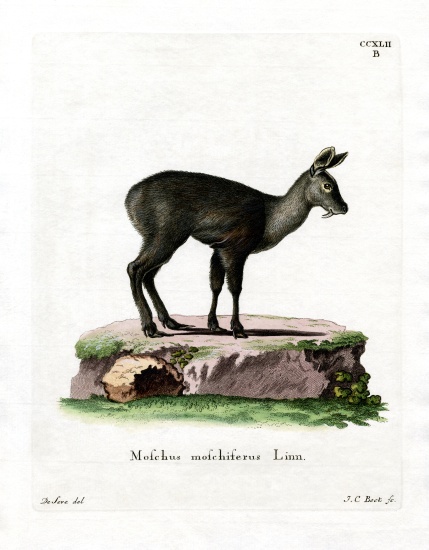 Siberian Musk Deer de German School, (19th century)